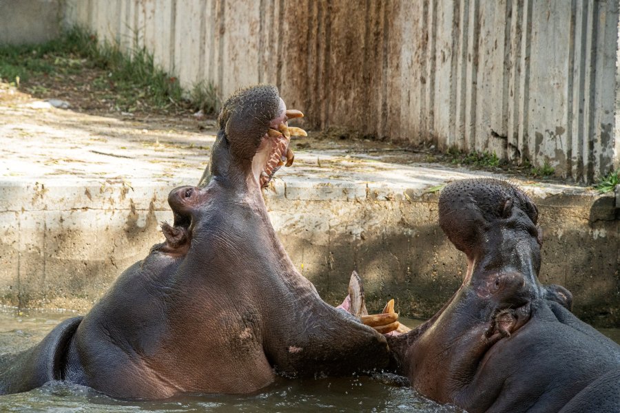 zoo w madrycie hipopotamy