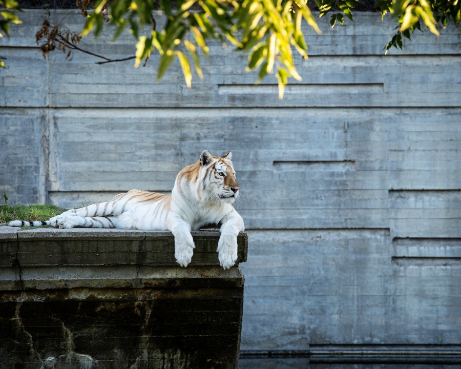 zoo w madrycie tygrys